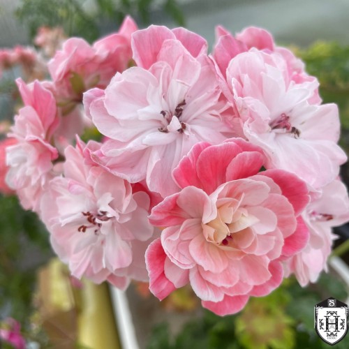 Pelargonium 'Pelargongaragets Lennart' - Pelargoon 'Pelargongaragets Lennart' P9/0,55L
